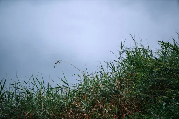 Yağmurlu Bir Gün Büyüyen Yeşil Çimen — Stok fotoğraf