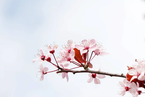 Arbre de printemps en fleurs — Photo