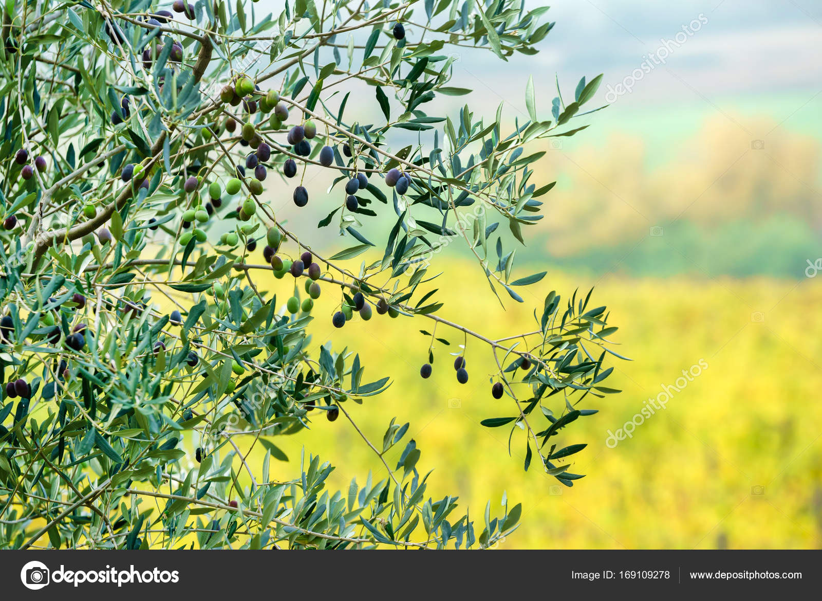 Olive tree growing — Stock Photo © Shebeko 169109278