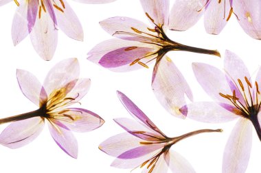 Çiğdem çiçek kompozisyon