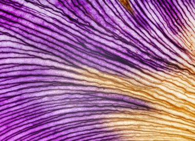 Iris Çiçek yaprağı 