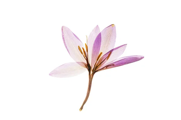 Сухой цветок крокуса — стоковое фото