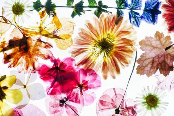 Composizione di fiori colorati — Foto Stock