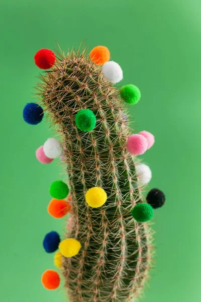 Cactus with colorful pompoms — Stock Photo, Image