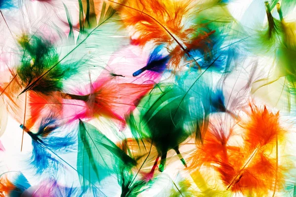 Bright Colorful feathers — Stock Photo, Image