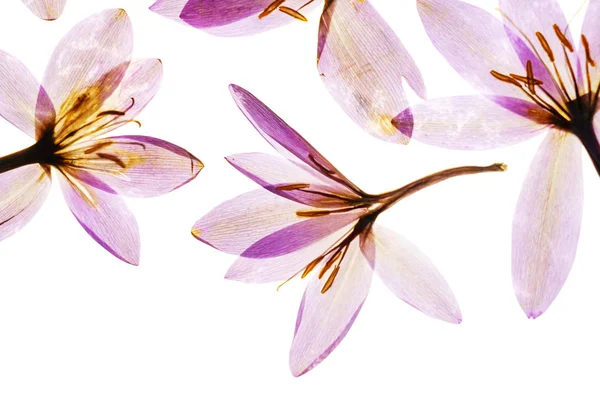 Kuru bitkisi çiçeği.