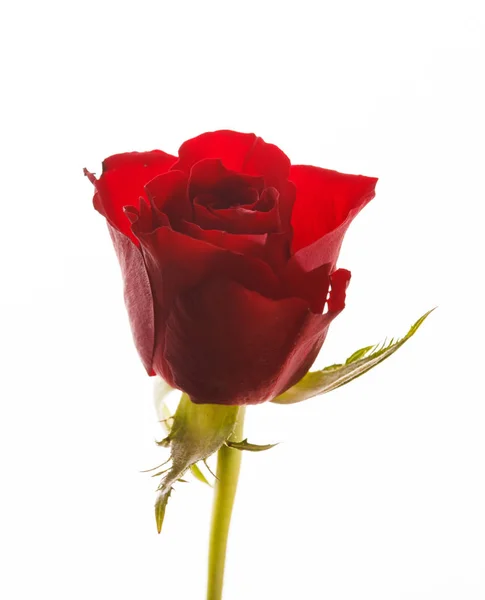 Schöne Rose auf Weiß — Stockfoto