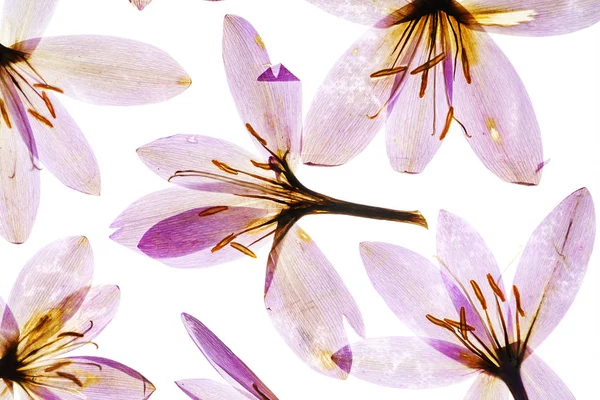 Сухие цветы крокуса — стоковое фото