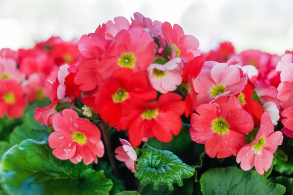 Colorful Primroses growing — Stock Photo, Image