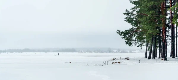 Árvores na floresta de inverno — Fotografia de Stock