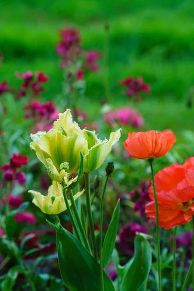 Kaunis kevät kukkia — kuvapankkivalokuva