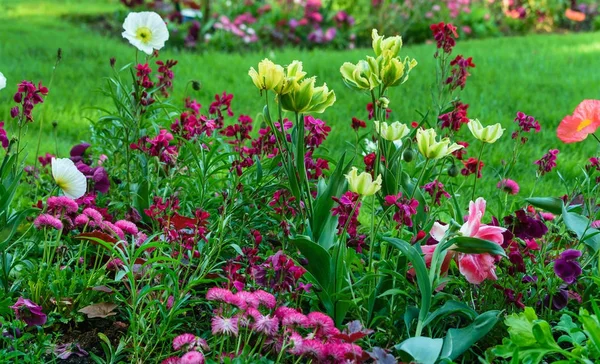 Mooie lentebloemen — Stockfoto