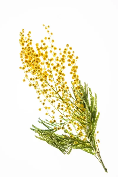 Gul mimosa gren — Stockfoto