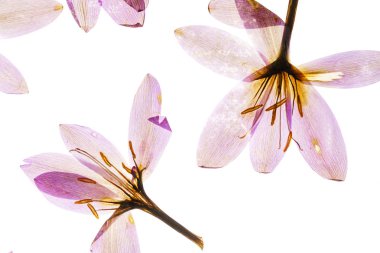 Kuru bitkisi çiçeği.