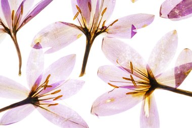 Kuru bitkisi çiçeği.