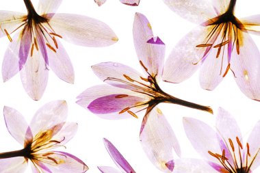 Kuru bitkisi çiçeği.