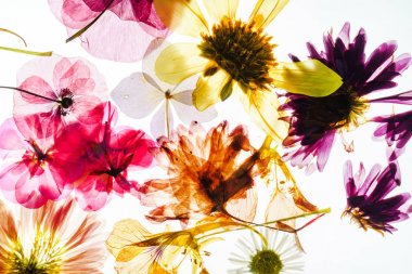 Beyazın çiçek arkaplanı