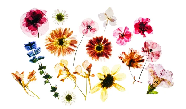 Flores secas isoladas — Fotografia de Stock