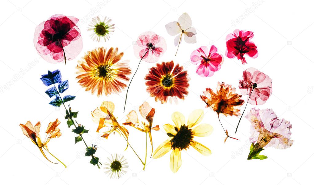 dry flowers isolated