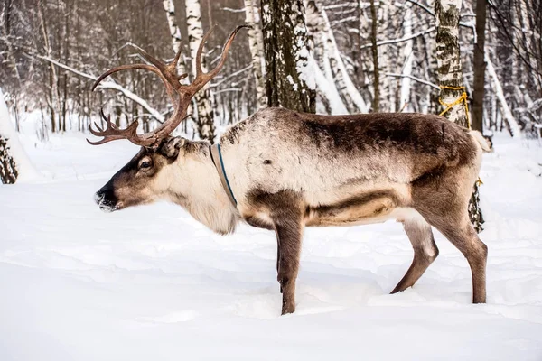 Cervo della casa del nord — Foto Stock