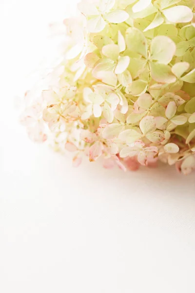 Hortensias flores en el blanco —  Fotos de Stock