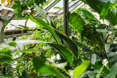 Bir bahçe içinde tropikal bitki örtüsü