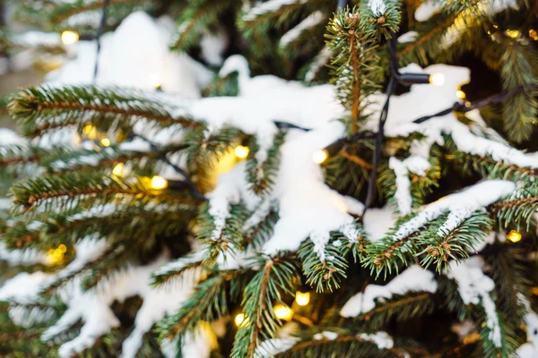 Christmas winter green tree — Stock Photo, Image