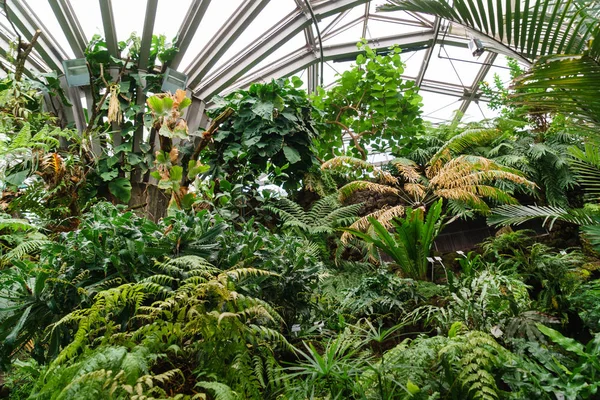 Folhagem tropical em um jardim — Fotografia de Stock