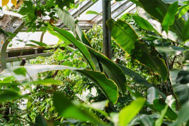 Bir bahçe içinde tropikal bitki örtüsü