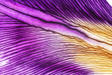 Iris yaprakları portre 