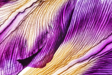 Iris yaprakları portre 