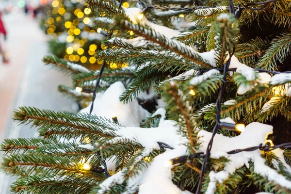 Natal inverno árvore verde — Fotografia de Stock