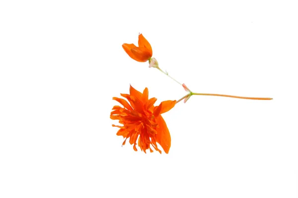 Oranžový květ, samostatný — Stock fotografie