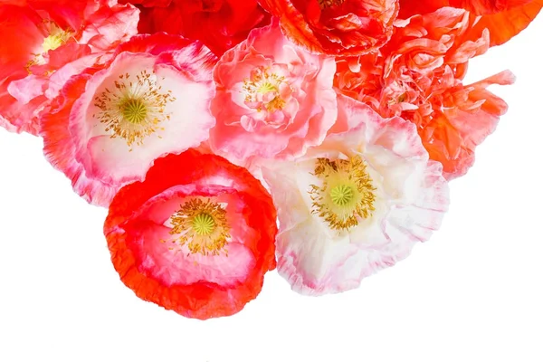 Poppy bloemen op wit — Stockfoto