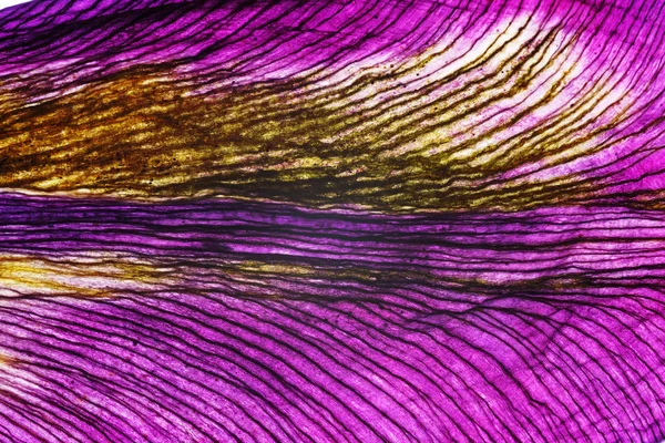 Värikalvon terälehdet lähikuva — kuvapankkivalokuva