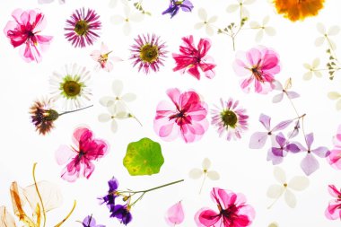 renkli kuru çiçekler arka plan