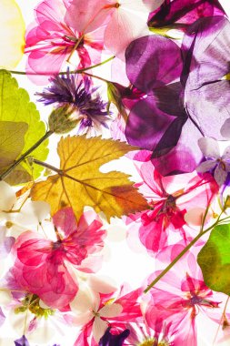 renkli kuru çiçekler arka plan