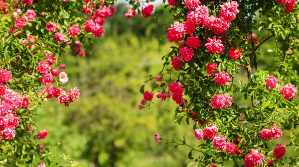 Rosas Rosa Jardim Natureza — Fotografia de Stock