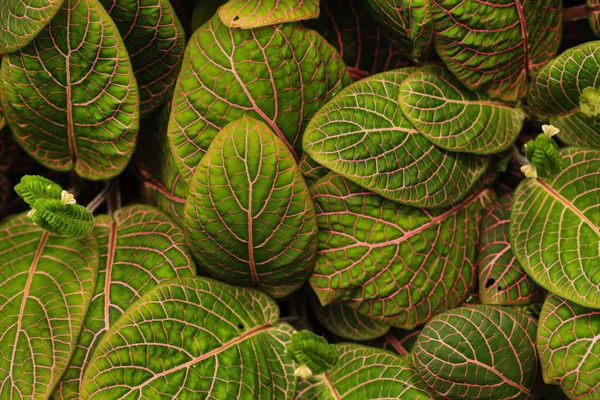 Fittonia 植物の背景 緑色植物 — ストック写真