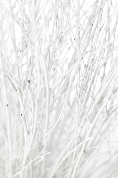 White Winter Branches Wite Background — Stock Photo, Image