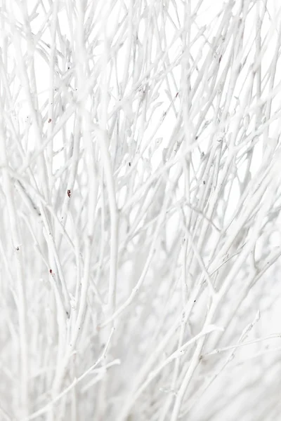 Ramas Blancas Invierno Sobre Fondo Ingenioso —  Fotos de Stock