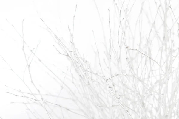 ワイトの背景に白い冬枝 — ストック写真
