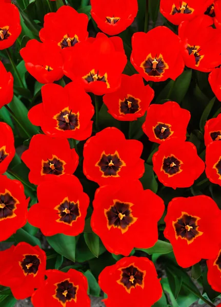 Яркие Тюльпаны Поле Амстердаме Природа — стоковое фото