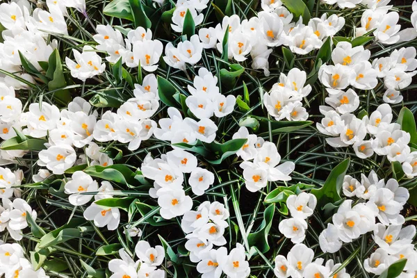 bright crocus field in Amsterdam. Nature