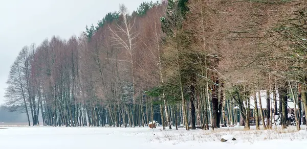 Зимнее Поле Возле Леса Природа — стоковое фото