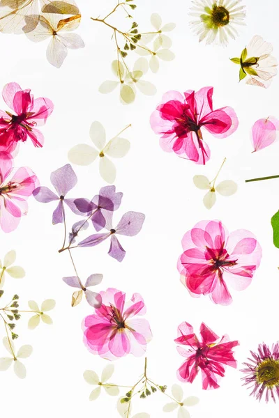 Flores Secas Coloridas Fondo — Foto de Stock