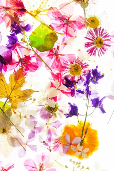 Kolorowe Kwiaty Suche Podłoże — Zdjęcie stockowe