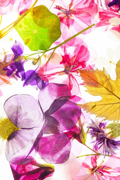 Fond Fleurs Sèches Colorées — Photo