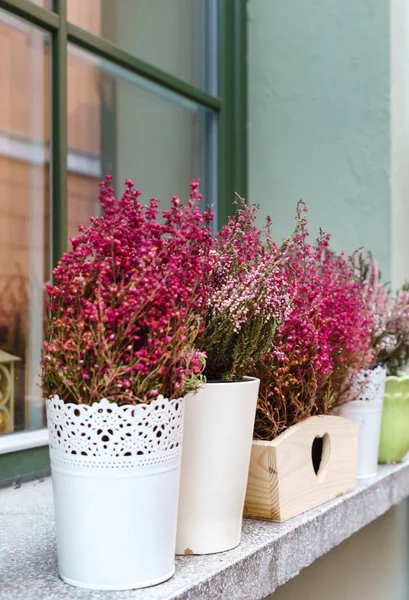 Helle Heidekrautblüten Freien Dekor — Stockfoto