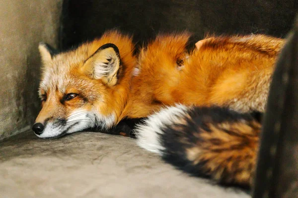 Cute Red Fox Kryty Zwierząt — Zdjęcie stockowe